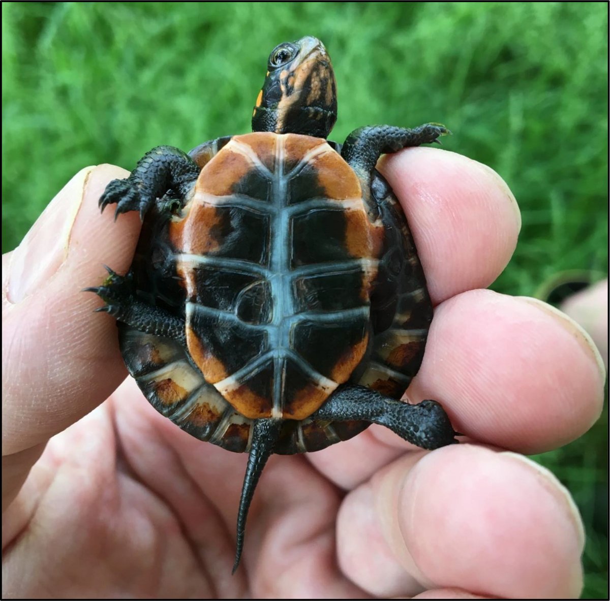 ESABulletin's tweet photo. From the Photo Gallery:
A recent report in @ESAEcology's #TheScientificNaturalist series discovered that a population of #SpottedTurtles makes an unusual home in winter: inside a hollow oak tree
See more photos: https://t.co/F7aGRSVYTo
Find the study: https://t.co/aY5tfx5P5u https://t.co/Qtf2HHW2d3