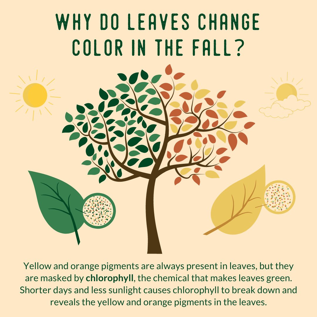 Fall is almost here! Ever wonder why leaves change colors during this time of year?

Well, it's a combination of factors... 🧵
