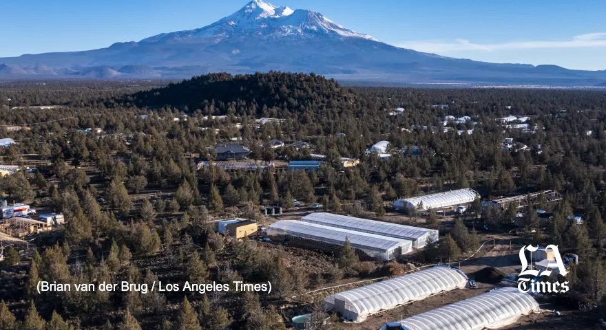 latimes's tweet photo. California’s cannabis initiative sold voters on the promise a legal market would cripple the drug’s outlaw trade.

Instead, a Times investigation finds the law triggered a surge in illegal cannabis on a scale California has never before witnessed.
Thread⬇️
https://t.co/eCSat5nl3P https://t.co/d2pHvjBYzV
