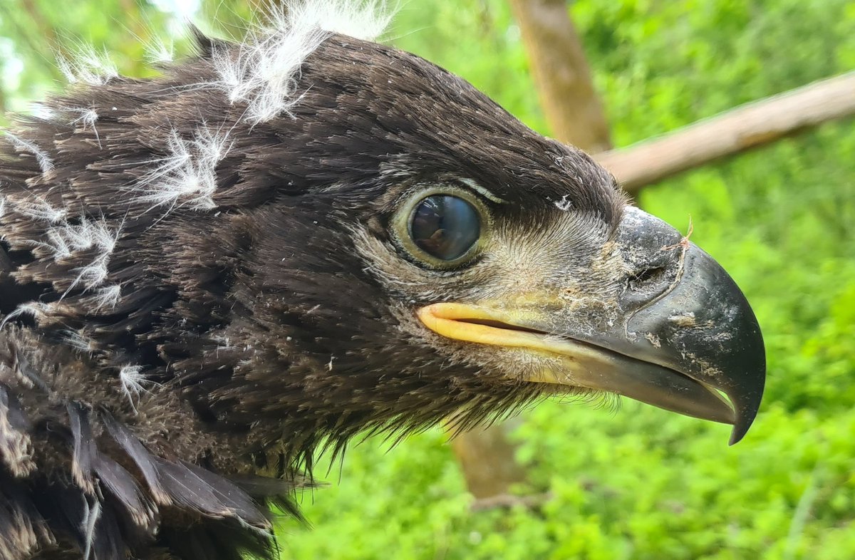 Het overzicht met broedgevallen van #zeearenden in Nederland staat online. Met maar liefst 29 zeearendenparen met nest of nestbouw in 2022 konden we een mooie groei noteren na de 22 paren met nest in 2021.

werkgroepzeearend.nl/2022/09/08/bro…