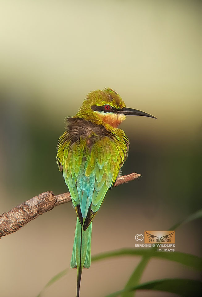 Ornithvacations~ Birding & Wildlife Holidays tweet media