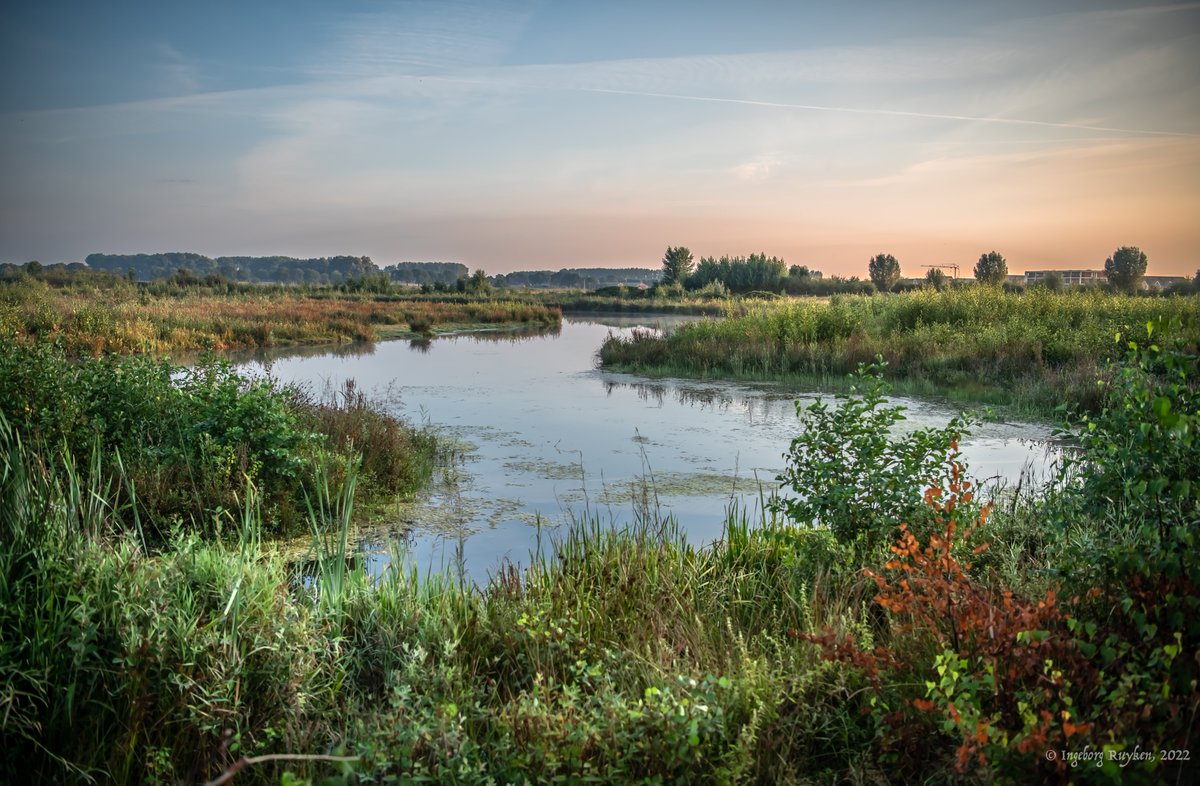 Ingeborg Ruyken tweet media