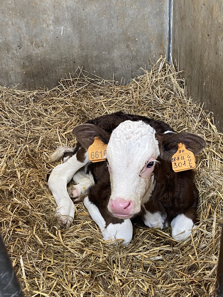 mello_ison's tweet photo. So I went to a cheese farm in Puglia and when I heard they had their own cows (with showers!) I found myself taking a fair few pics. These are for you @MatthewDaddario 🐄 #cowsgomoo #cowshowers https://t.co/NREKLqi4JT