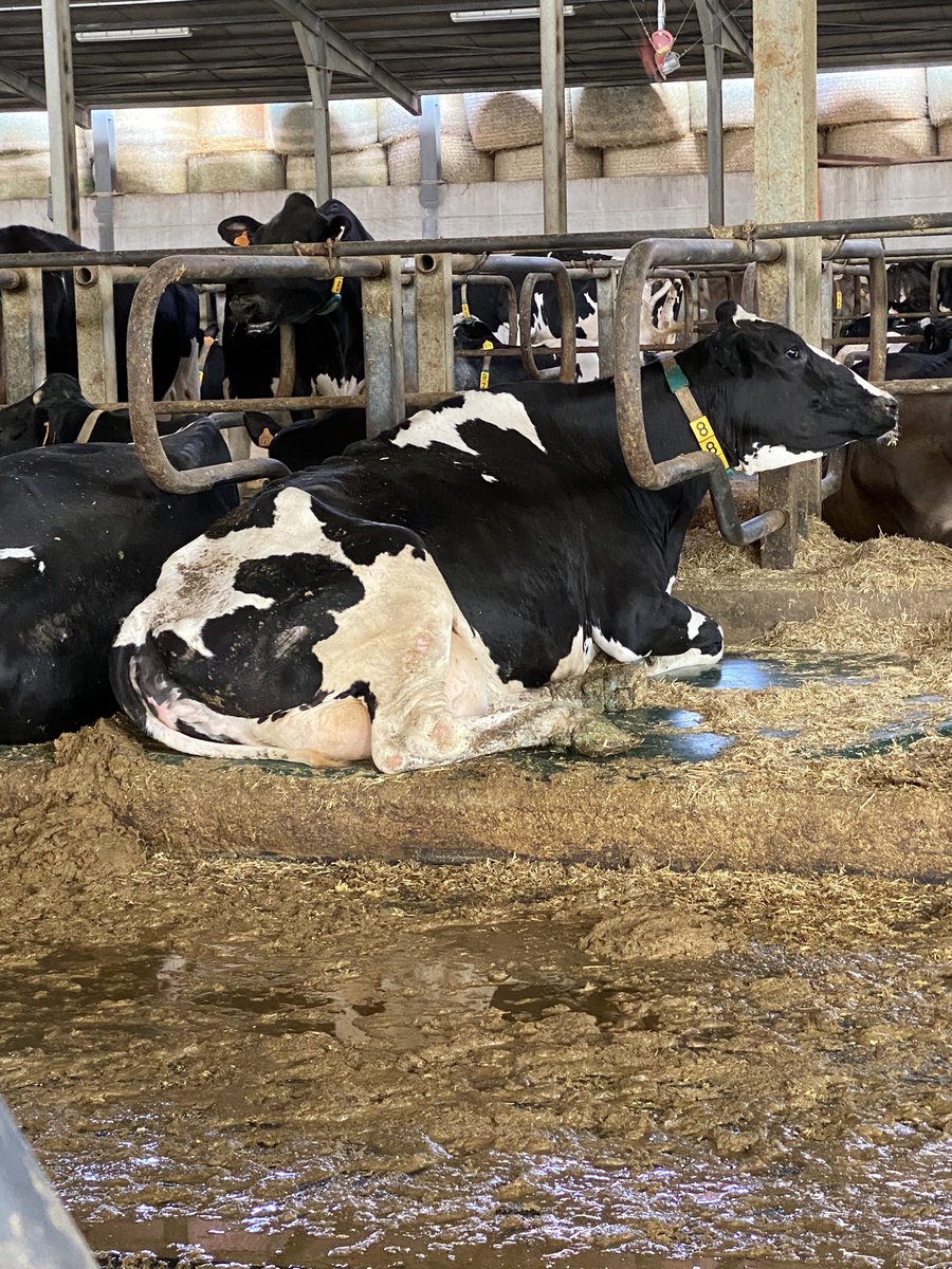 mello_ison's tweet photo. So I went to a cheese farm in Puglia and when I heard they had their own cows (with showers!) I found myself taking a fair few pics. These are for you @MatthewDaddario 🐄 #cowsgomoo #cowshowers https://t.co/NREKLqi4JT
