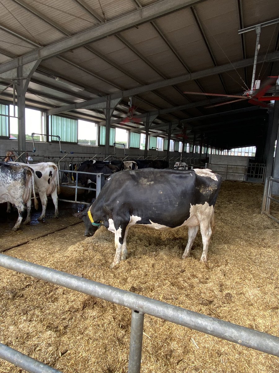 mello_ison's tweet photo. So I went to a cheese farm in Puglia and when I heard they had their own cows (with showers!) I found myself taking a fair few pics. These are for you @MatthewDaddario 🐄 #cowsgomoo #cowshowers https://t.co/NREKLqi4JT