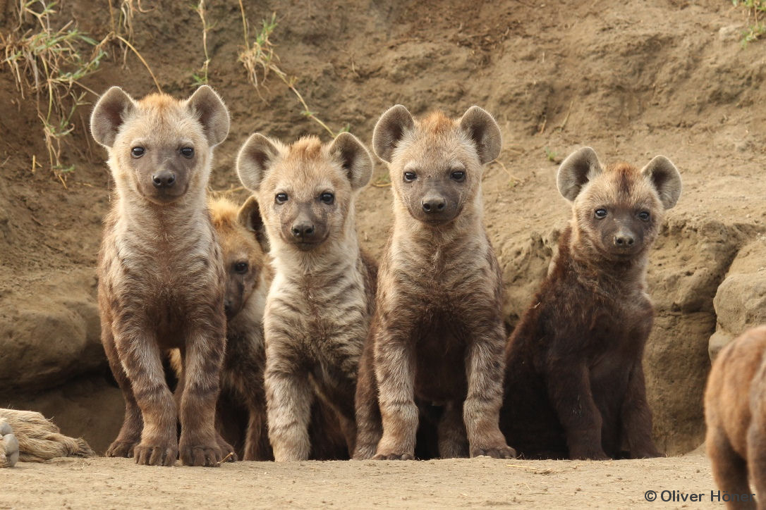 Hyena Project 🐾 tweet media