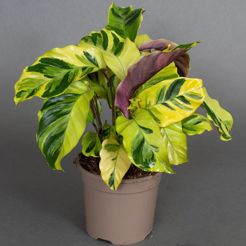 Tropical Plants UK tweet media