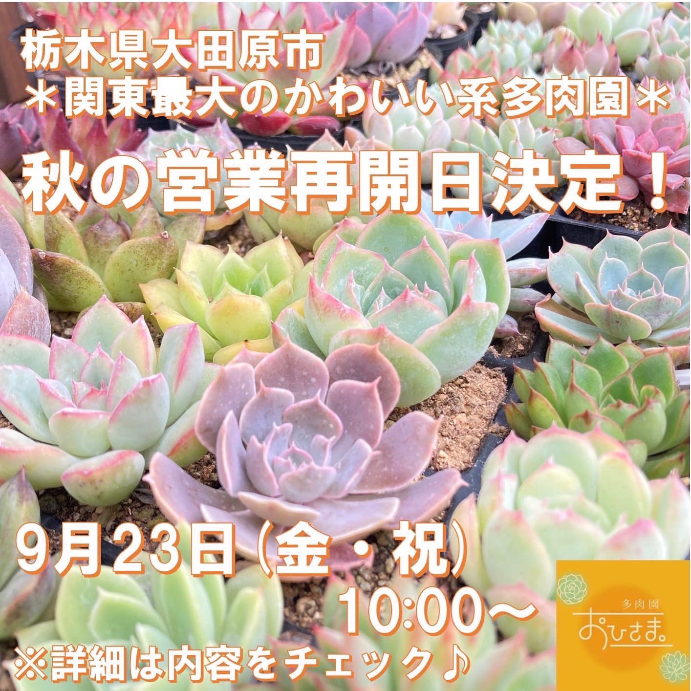 公式 多肉園おひさま 関東最大のかわいい系多肉園 Ohisama Taniku Twitter