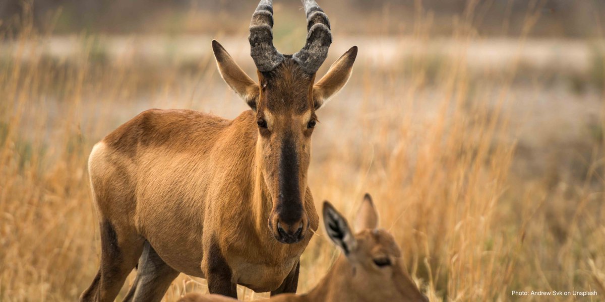 If we are to secure the future of life on the planet, the #post2020 framework must halt #biodiversity loss by 2030 and achieve recovery and restoration by 2050 bit.ly/3MWwebc