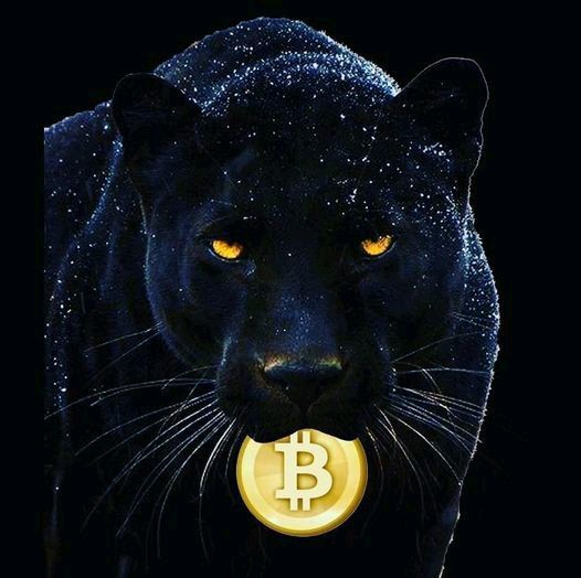 Trade on <a href="/FolioBull/">Folio Bull</a> 
Sign in here- foliobull.com

#Crypto #Cryptocurency #CryptoInvestor #cryptopunks