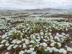 Artenorte's tweet photo. Los primeros mantos de flores en extensiones kilométricas en este #DesiertoFlorido2022
Al norte de la comuna de Copiapó ruta C-370.
Los suspiros blancos se roban todas las miradas!!
#ViveElDesiertoFlorido

📷 @CsarPizarro14 https://t.co/feEERZthLb