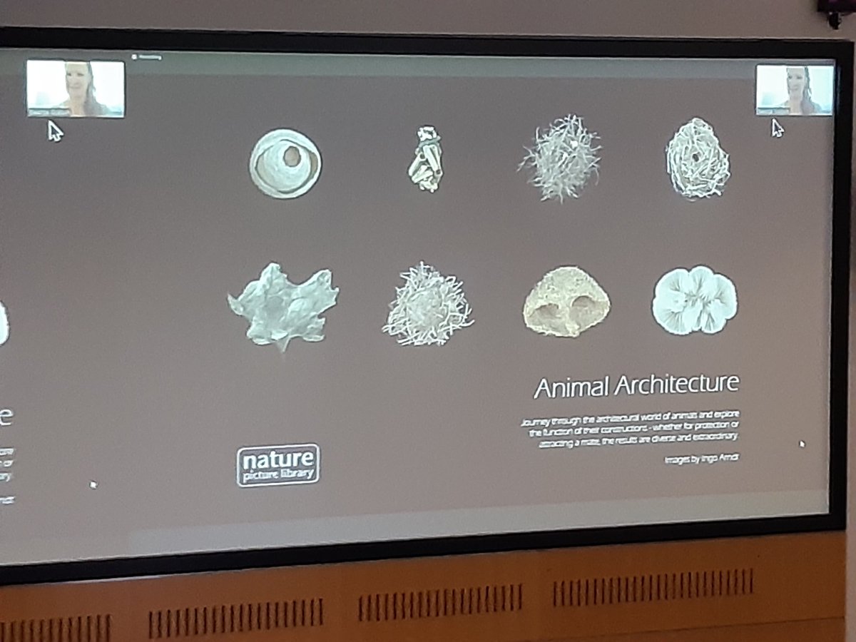 Rounding out the behaviour session, Svantje Grätsch walks us through the complex behaviours involved in turning a shell into a home for 𝘓𝘢𝘮𝘱𝘳𝘰𝘭𝘰𝘨𝘶𝘴 𝘰𝘤𝘦𝘭𝘭𝘢𝘵𝘶𝘴 #cichlidsci22