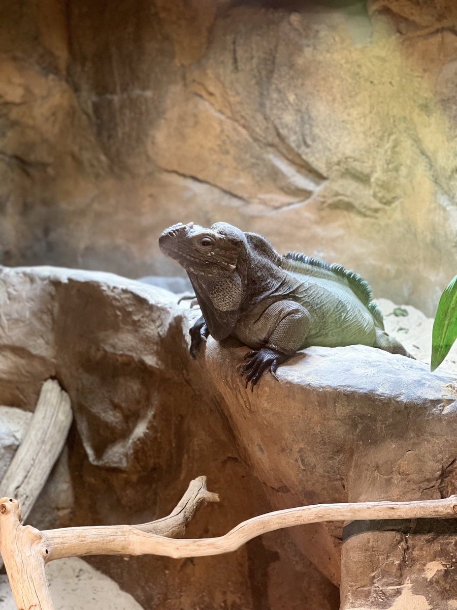 Be aware! It’s National Iguana Awareness Day! If you weren’t already aware, we are here to announce that we have a beautiful Rhinoceros Iguana in our forests building. We recommend planning extra time to take in all her marvel 🦎✨ #iguana #rhinocerosiguana