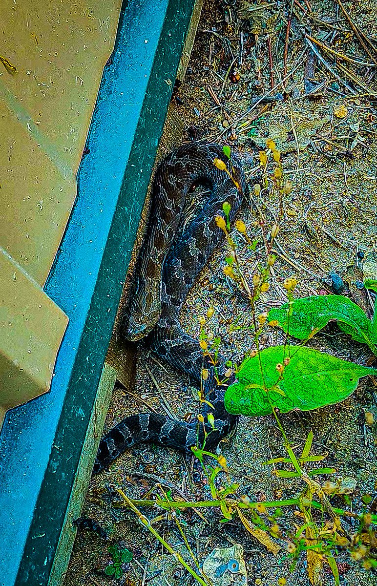 96jazzybear69's tweet photo. Photo: The Snake
#nature #snake #cute #photographs #photooftheday #reptile #photography https://t.co/XnlLdzJ9EK