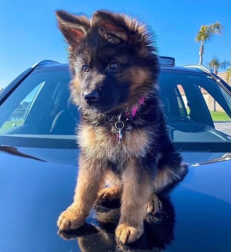Germanshepherd_heaven1 tweet media