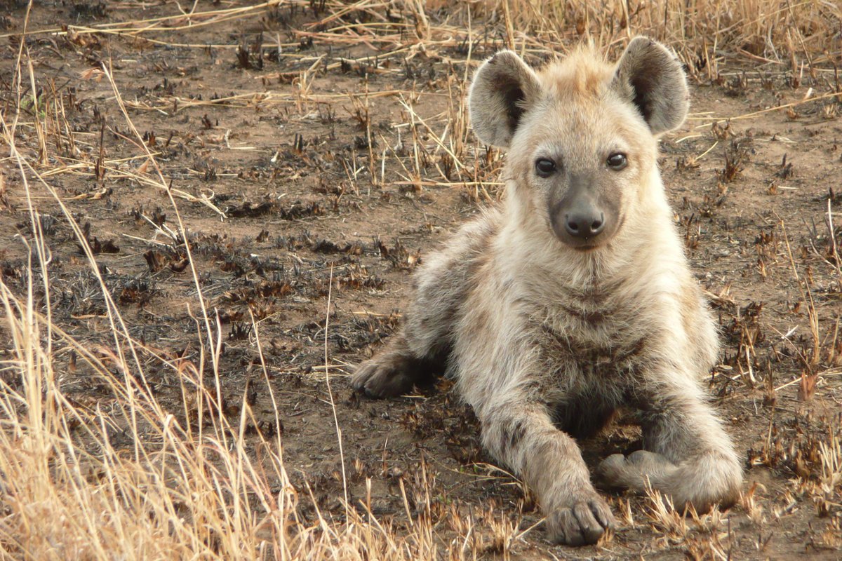 EcoDynIZW's tweet photo. Please RT! #PhDposition within the project WILDER to assess the demographic resilience of wildlife: https://t.co/oZTw332b1F. Interested? Apply by Sept. 23 ! Team @EcoDynIZW  @HyenaProject  @IZWberlin  @UniGraz with VRadchuk, SBenhaiem, OHöner, AClark 

#hyena  #modelling  #rstats https://t.co/mY1prFIipY
