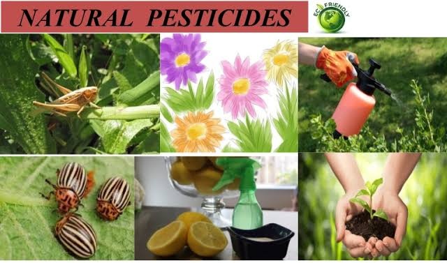 FrankMarwaTZ's tweet photo. #TUJIFUNZE NA STADI
#Namna ya kuandaa viuatilifu vya kilimo hai (Organic Pesticides) kwaajili ya bustani.
@STADItweets 

Uzi.....
#TUJIFUNZE, #TUANZE , #TUTIMIZE https://t.co/aitBMNIWKW