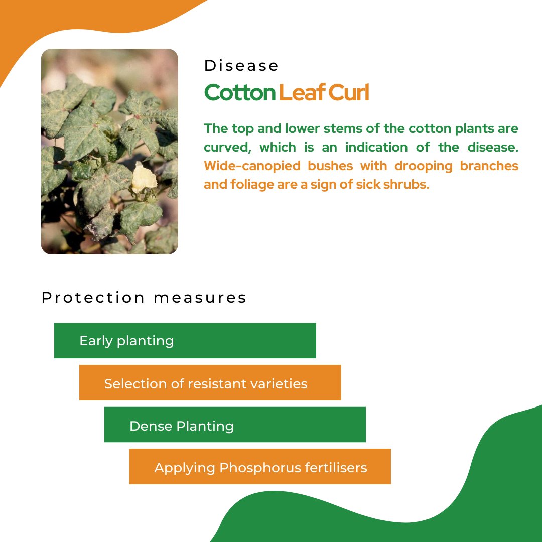 mapmycrop's tweet photo. All through the production cycle, many diseases infest cotton crops. 
The most frequent cotton diseases and preventive measures for defending the crop are listed here. 

 #explore #usa #mapmycrop #likeforlikes  #cotton #farmers #farming #farmlife  #farmingtips #cropoftheweek https://t.co/4KFRe0wSLm
