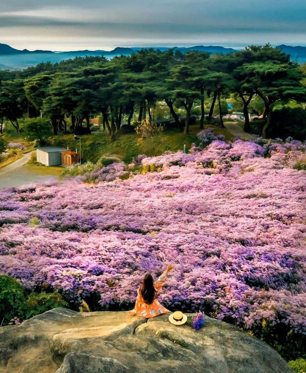 한국은 넓고 갈곳도 볼 꽃도 많다
경북문경 봉천사 개미취꽂밭
9월중순부터 볼수 있다고 합니다