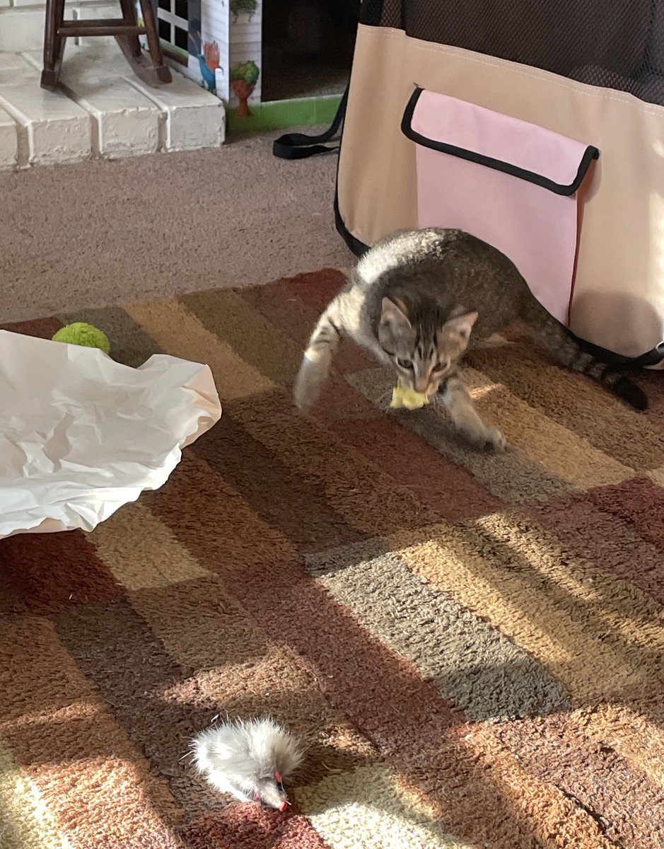 Friends of Bear Cat Rescue tweet media