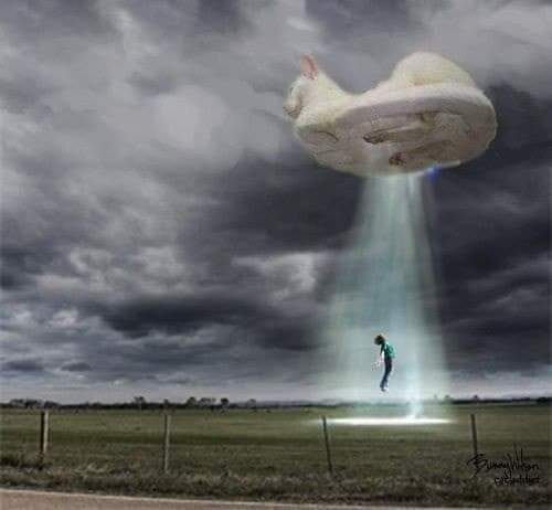 Esotericat_mx's tweet photo. Nos preguntan si nos da miedo el #OVNI que vieron en Jalisco... Esto es con lo que convivimos todos los días:
#humor #Memes #Aliens #8DeSeptiembre #ULTIMAHORA
#terrorconhumor #horrortwt #HorrorCommunity Y recuerden, si los abducen no es secuestro, es rescate.😉 https://t.co/RPoVUU3HLE