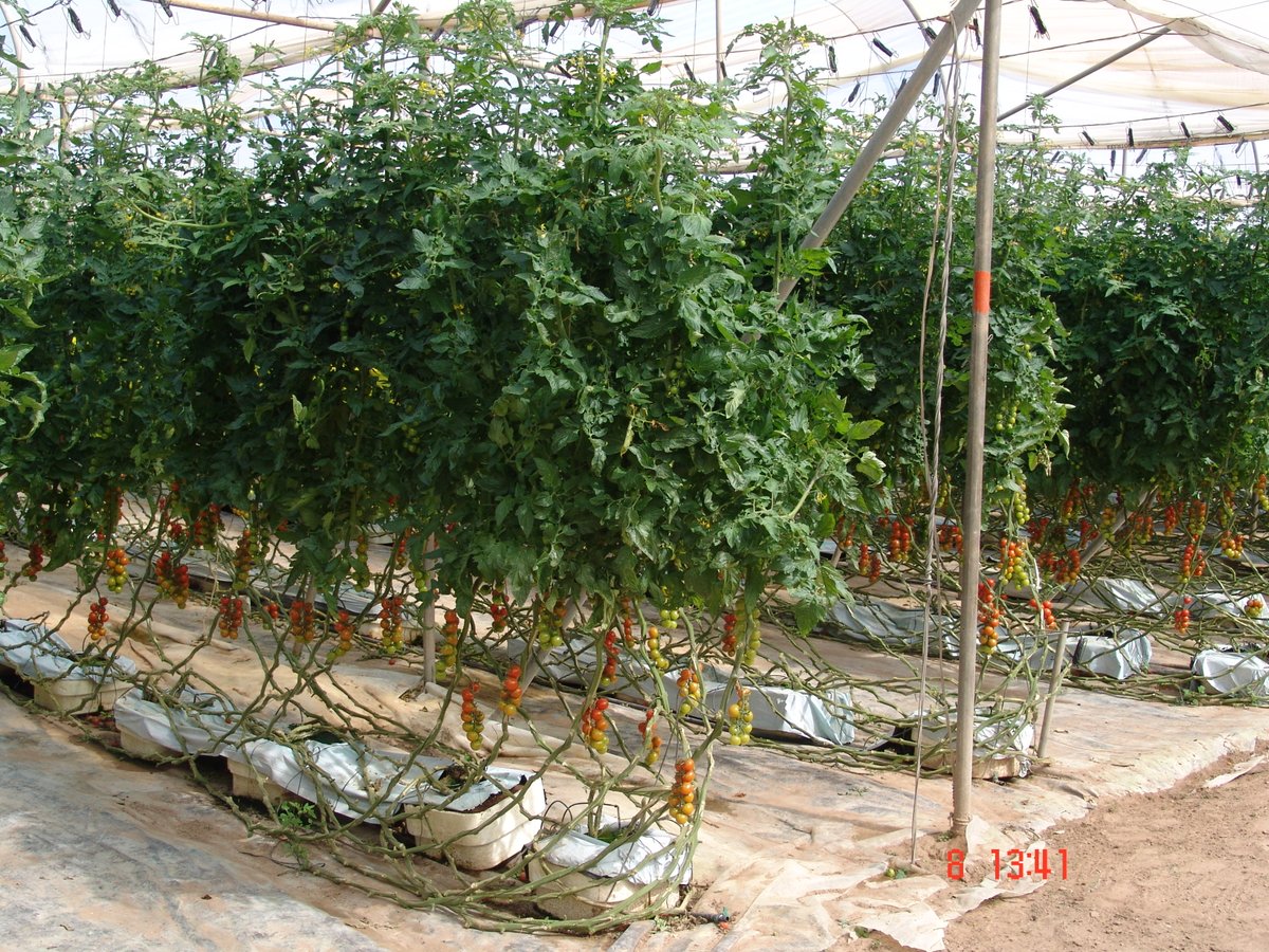 vegadapt's tweet photo. VEG-ADAPT has succeeded in selecting the 24-member VESAL: a collection of tomato, pepper, and melon #Mediterranean local varieties tolerant to #climate change-induced stress https://t.co/jv42qYTMpk