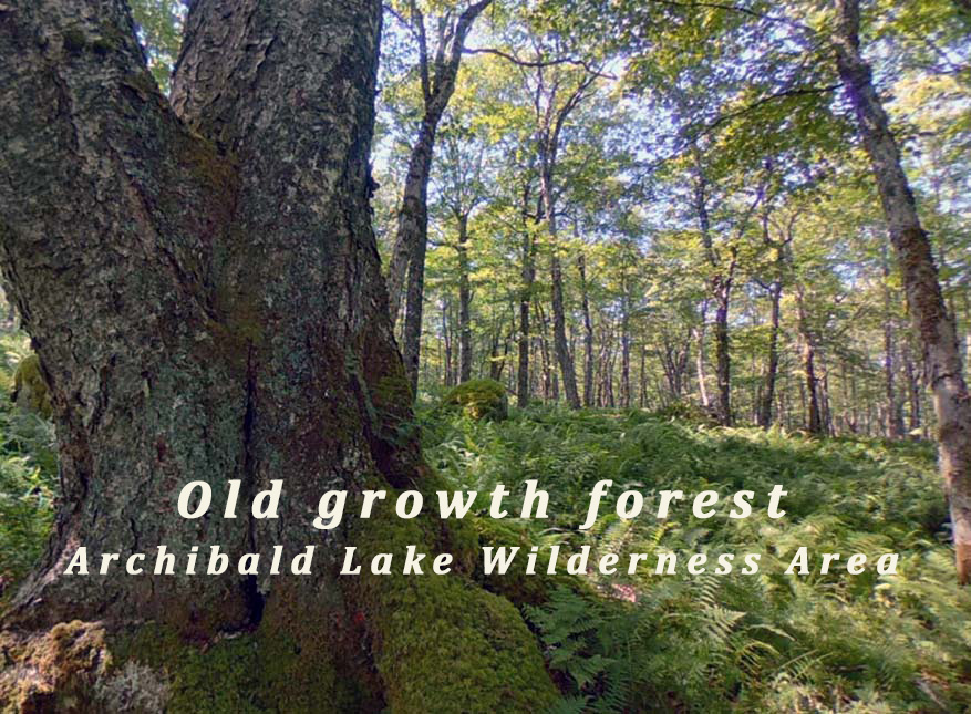 We NEED your HELP! Tell the #NovaScotia government to protect #ArchibaldLake. SEND a letter to Premier Houston using the link below. Please RETWEET to spread the message.

Thank you!!🙏
#SaveArchibaldLake #Antigonish #StFX

action.cpaws.org/page/113059/ac…