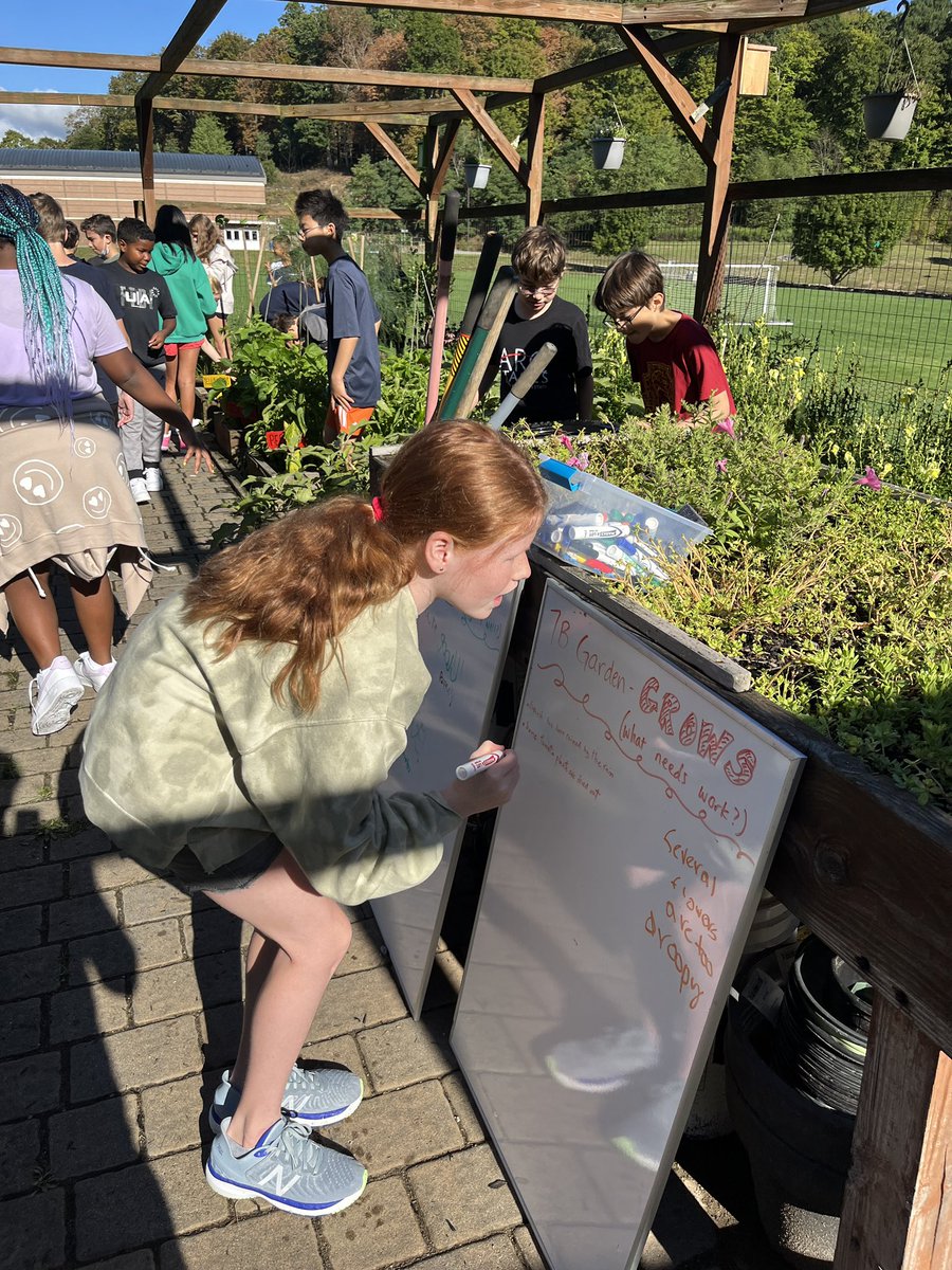 They’re back!! @SevenBridgesMS 6th graders visited the #7Bgarden they planted in May & June and were delighted with the growth they saw and tasted! Their observations will help inform our ecology & sustainability work for this year. #seedsareplanted #weare7b #STEAMedu