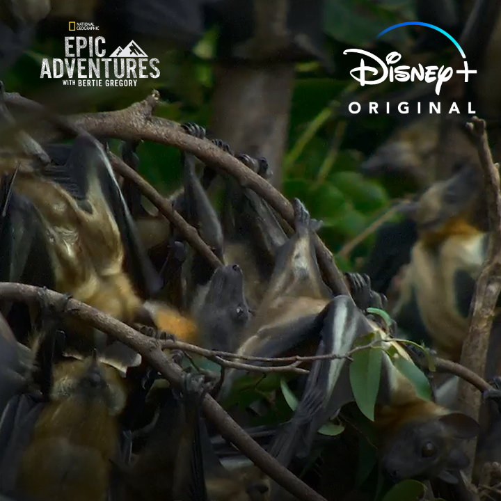 National geographic tv on twitter as these bats can attest if you
