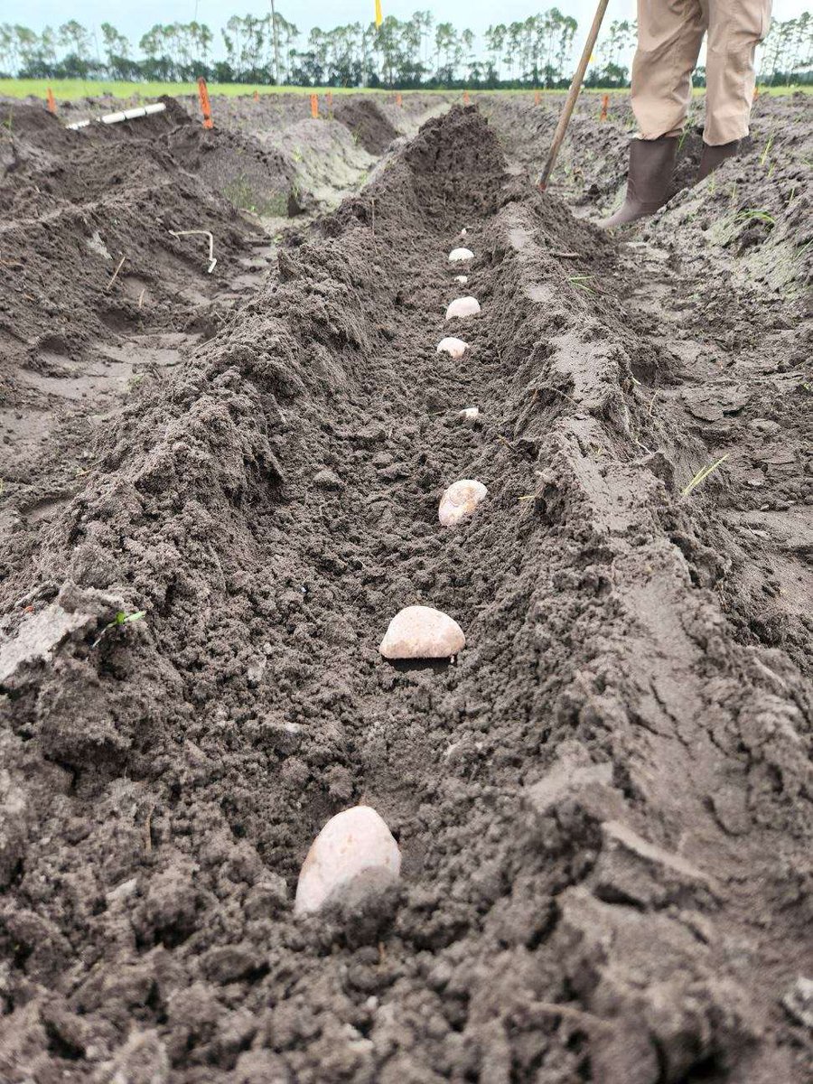 UF_HAEC's tweet photo. Fall season potato nursery. Planting date trail and first year field evaluation.#potatobreedingprogram #fallcrop #haec #uf #GoGators https://t.co/yHfOhb5d63