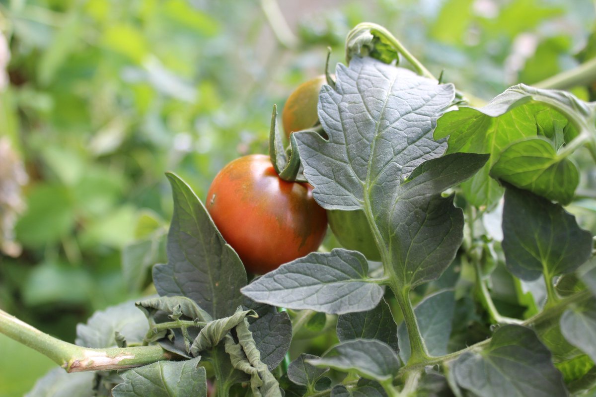 Lots of veggies growing in Luther and <a href="/LSPIRG/">LSPIRG</a>'s Food Justice Garden on campus. Everyone likes their veggies, right?