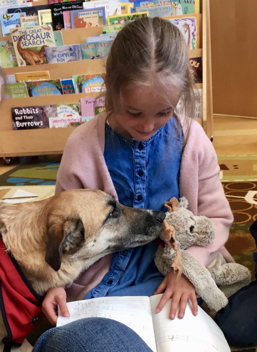 It's #WorldLiteracyDay! DYK our therapy dogs are huge supporters of reading? Through our Paws 4 Stories program, they visit libraries &amp; schools to help new &amp; struggling readers. ❤️📖

Pictured: Freda, therapy dog from #PowellRiver, taking in stories &amp; pets at her local library.