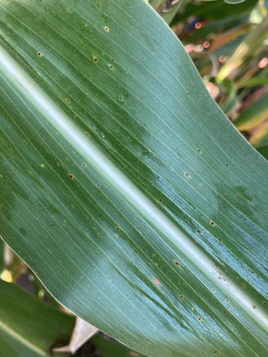 SouthwestSeeds1's tweet image. Not all hybrids tolerate tar spot the same! Left: Pioneer. Right: Brand D. 
@PioneerSeeds #listentoyoursalesrep