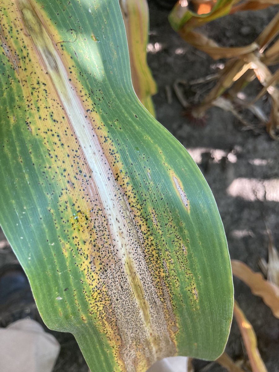 SouthwestSeeds1's tweet image. Not all hybrids tolerate tar spot the same! Left: Pioneer. Right: Brand D. 
@PioneerSeeds #listentoyoursalesrep