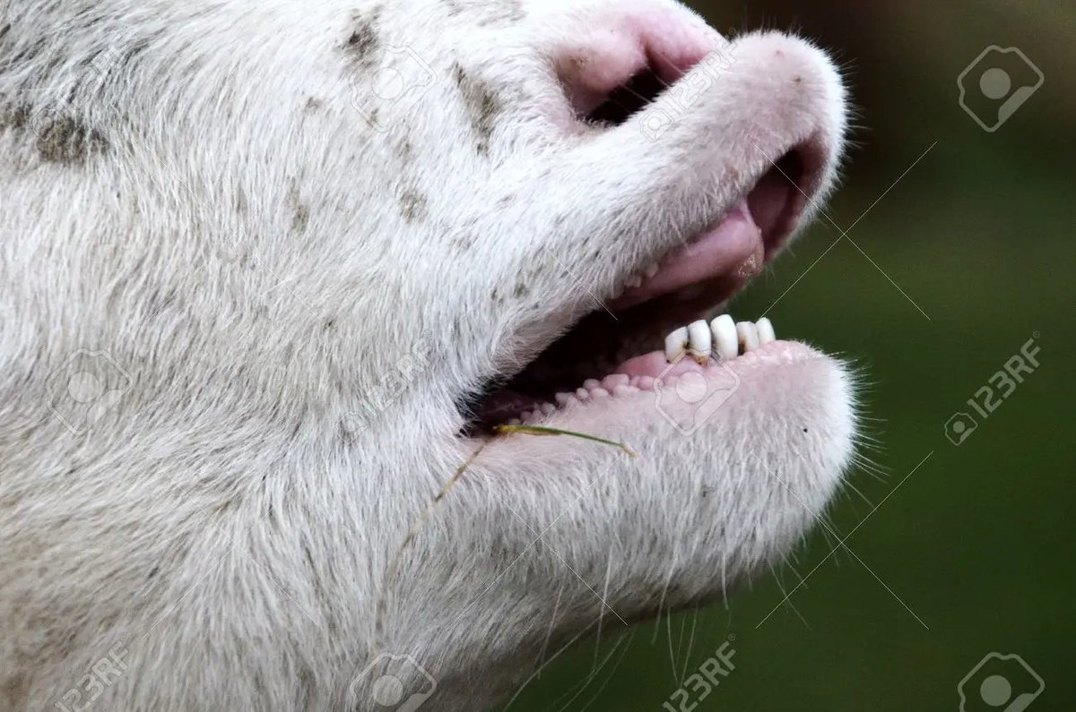 Holy SHIT I was listening to the most recent episode of @ologies about Mountain Goats. Apparently most ungulates (deer, elk, goats, sheep!) don't have 'upper teeth' like... the teeth up front on top. They have molars but no teeth on top up front. WHAT THE SHIT? 📷Hans J. Ginter