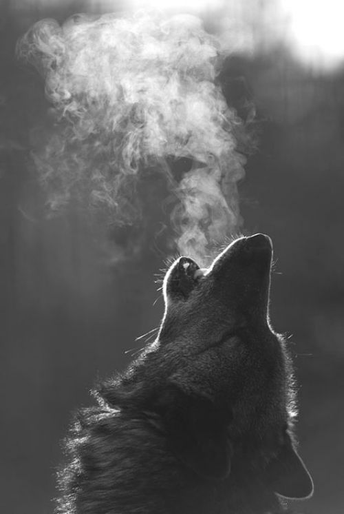 Hourly Wolves tweet media