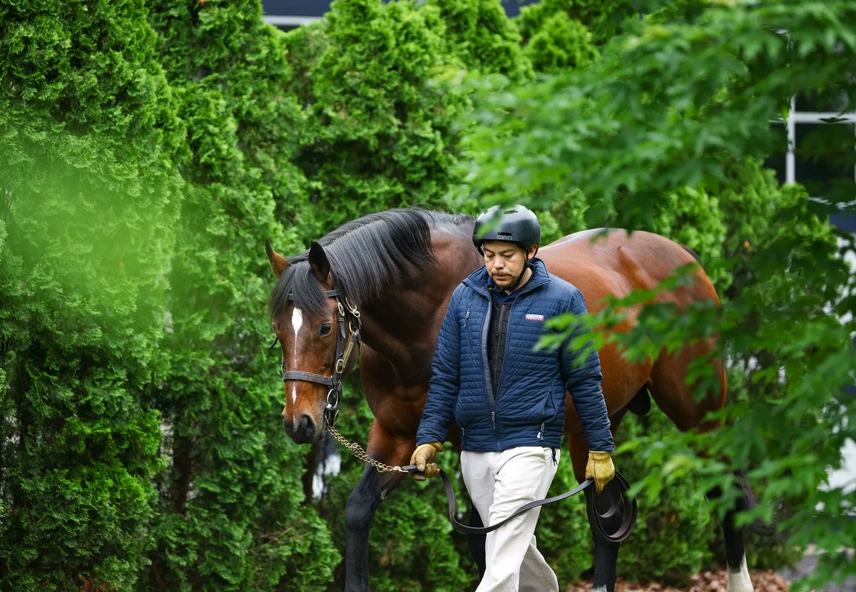 Katie Got Lucky Impressive Winner for Lookin At Lucky.
Lookin At Lucky has another eye-catching juvenile on his hands after Katie Got Lucky (2f Lookin At Lucky... bit.ly/3Rp50wC