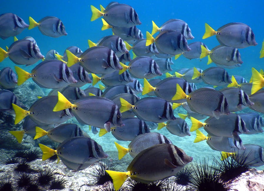 BioFloraGlobal's tweet photo. Fish-O-Mega® 4-1-1 is a proprietary blend of homogenized fish solubles and seaweed formulated for root development and canopy formation. It also promotes strength and even growth. https://t.co/oMyg7Lz9T6 #natureknowsbest #bioflora #experiencematters https://t.co/3mjfVJia7m