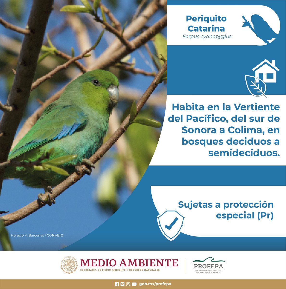 PROFEPA_Mx's tweet photo. 📌🦜 ¿Conoces al periquito catarina?
🤓¿#Sabíasque se encuentra en la categoría Pr (Sujeta a protección) en la #Nom059 y que es una especie endémica de 🇲🇽?
¡#PorLaVidaSilvestre 🍃, conoce y comparte: únete al cuidado del medio ambiente! https://t.co/7hWPpi71KB