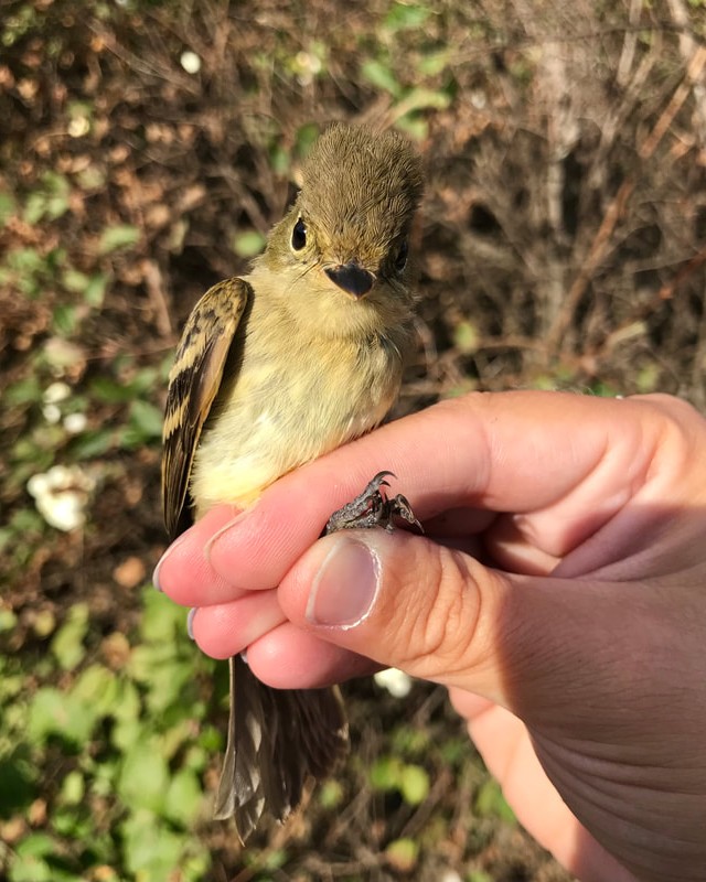 SFBBO's tweet photo. #NotesFromTheStation: Western Flycatchers (likely Pacific-slope) are the defining species of our fall migration, showing up in great numbers just for this brief period. Their big eyes, long "whiskers" (rictal bristles), and flat bills give them lots of charisma. @FeatheredKatie https://t.co/AOUJqfFZID