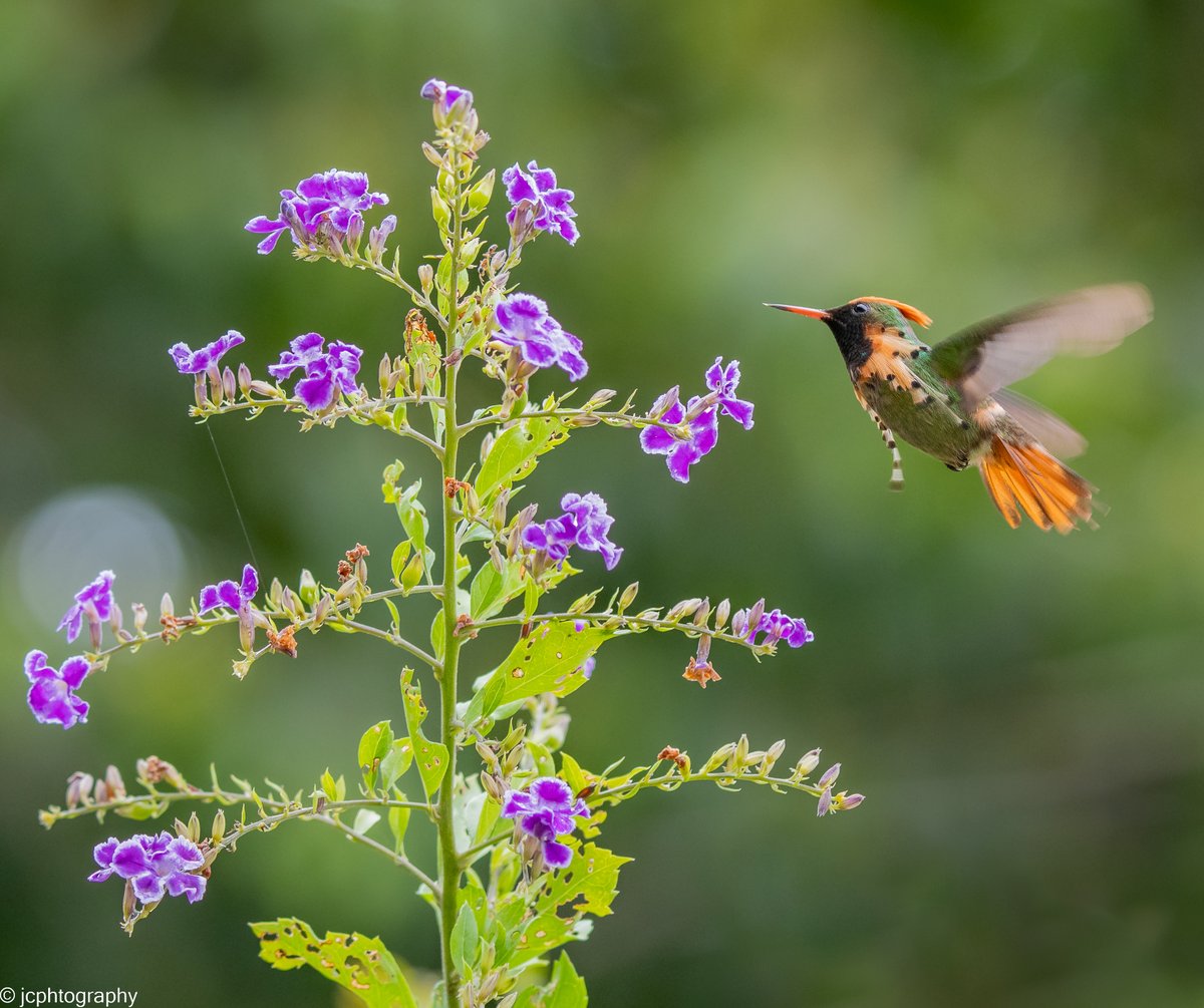 jcphtography's tweet photo. Trinidad and Tobago's smallest hummingbird and the most unique looking! The male Tufted Coquette. Trinidad. https://t.co/EHGfKNmTPo