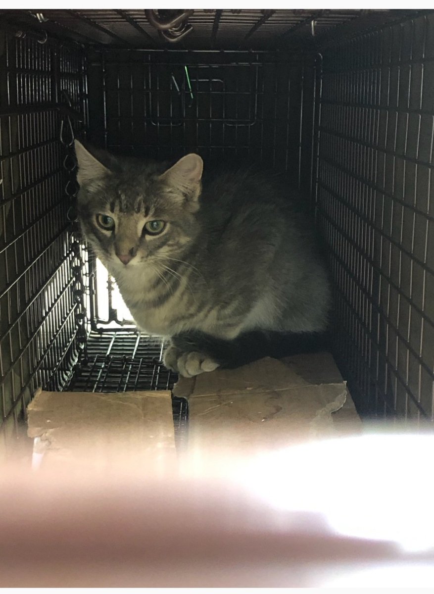 theclowderlady's tweet photo. Frank! How it started 2 years when @BklynBckstretch was trying to help catch a lost kitty vs. How it's going now as a big, sweet indoor boy! ❤❤ (Named after NYRA employee Frank Fodera, a truly kind and generous soul.) https://t.co/R25Y1kY04k