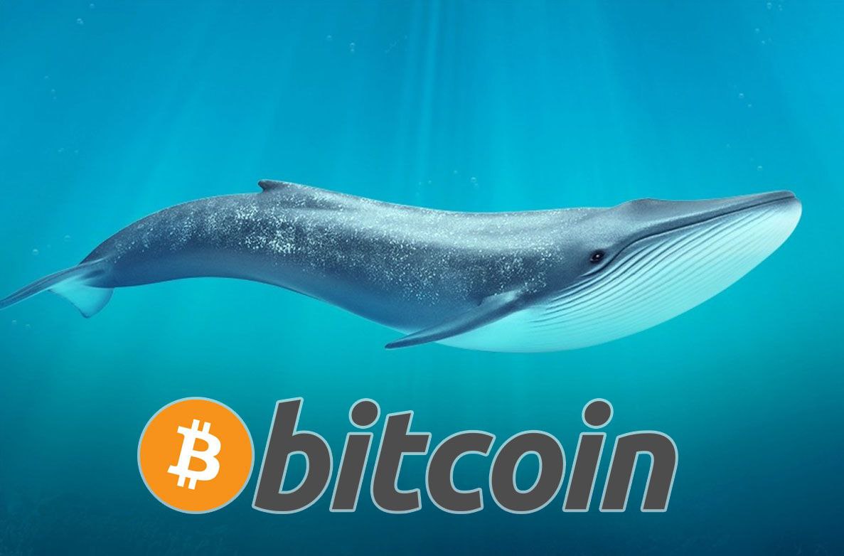 NOLLAN1487's tweet photo. 🐳 Очередной Bitcoin-кит проснулся после 9 лет спячки - 5000 BTC (~$96,1 млн) полетели на биржу Kraken.

Свои монеты пользователь покупал в 2013 году по ~$660 за 1 BTC.

#Bitcoin #BTC https://t.co/F41u5kj3DV