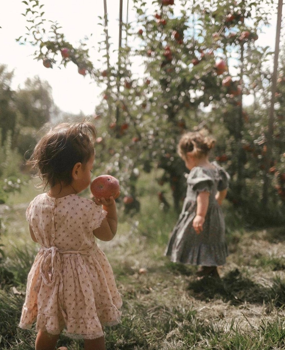 VisitSBC's tweet photo. Did you know Riley’s at Los Rios Rancho is Southern California's largest apple farm in operation since 1906? And it just so happens to be harvest time! 

📸: @katiezerrenner
📍: Oak Glen, CA https://t.co/AHaJRoqEpq