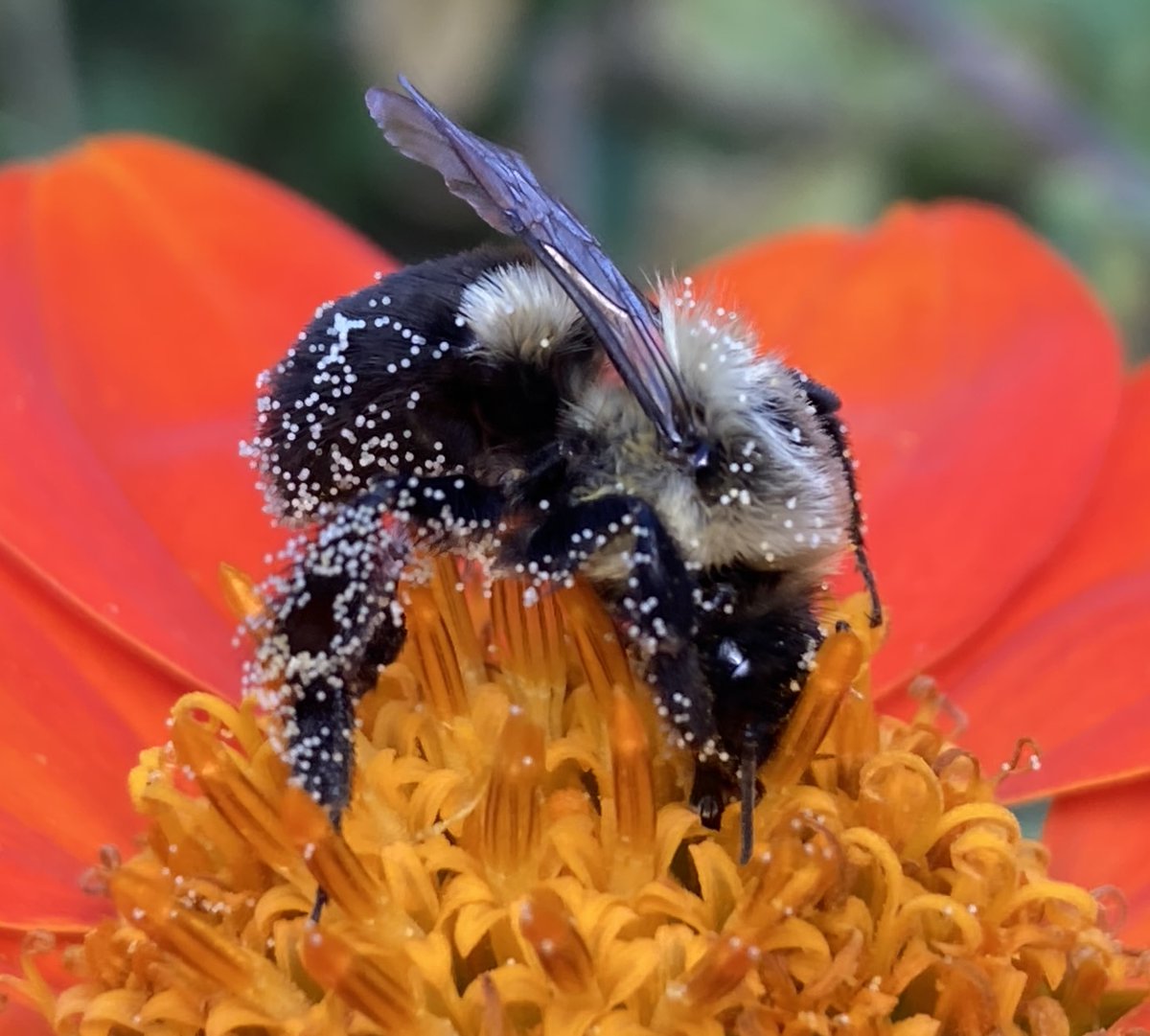 SamanthaHeller's tweet image. What do you need to do to make today a better day?

#Beesatwork #bees #savetheplanet #vegan