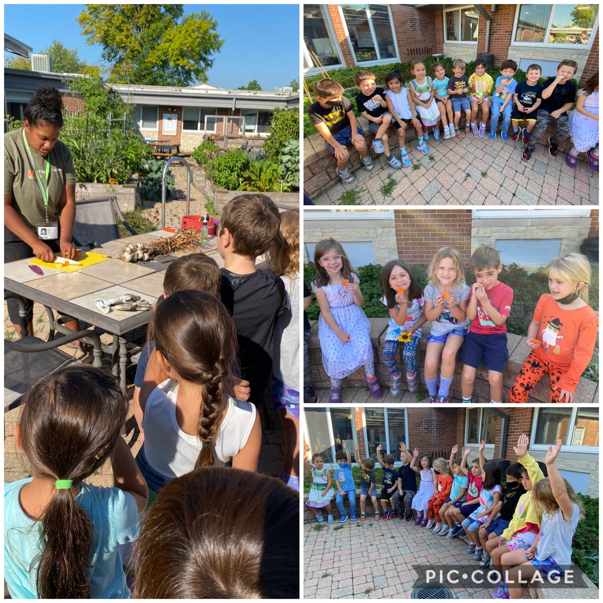 We worked hard in the garden today pulling out and composting old sunflower and amaranth plants to make way for veggie planting. After their hard work our class enjoyed eating some carrots!