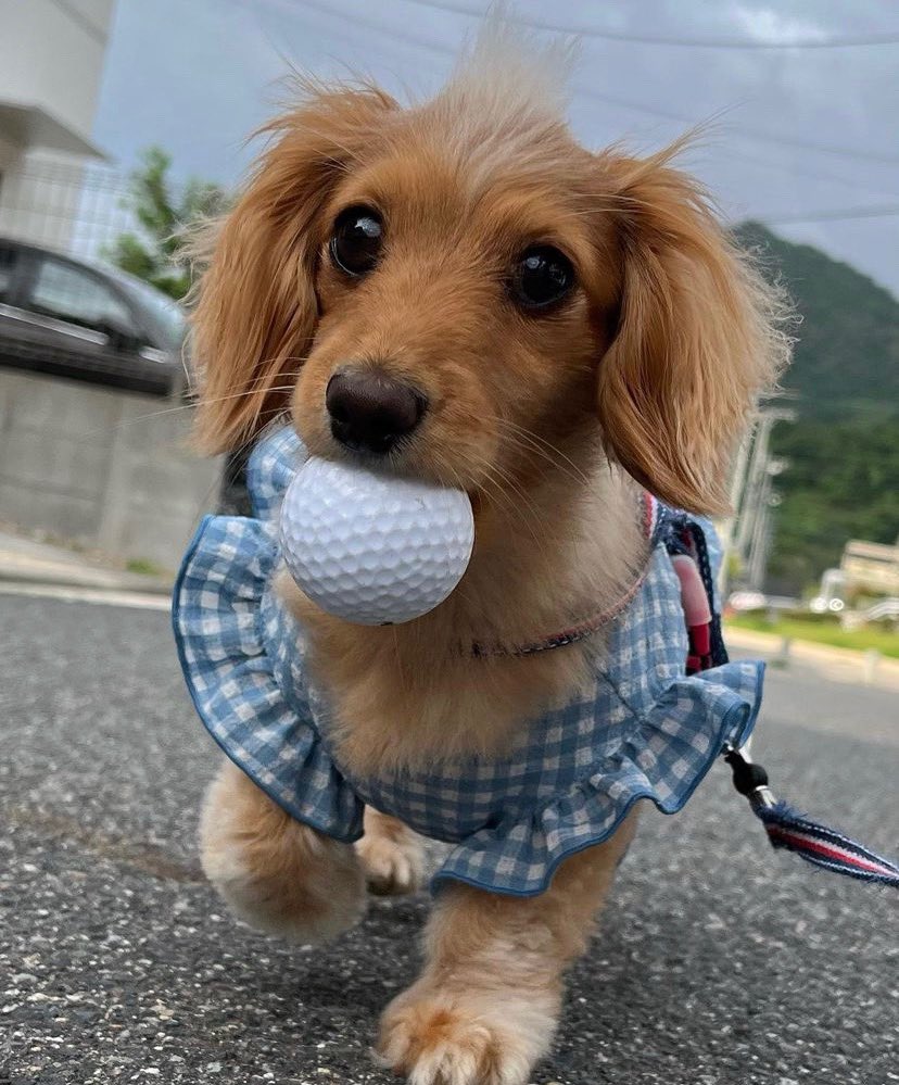dog_rates's tweet photo. This is Natsu. She just got her first hole in one. Dug the hole herself and dropped the ball directly into that hole. But she did it in one try. 12/10 https://t.co/tIU7a7x274