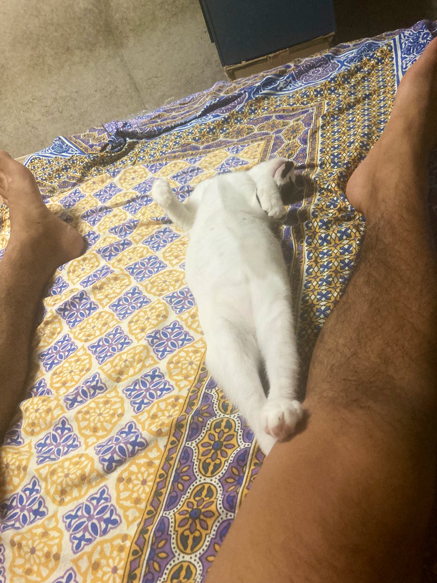 完全に野生を忘れたお二人
うちに来てくれて3ヶ月
随分大きくなりました