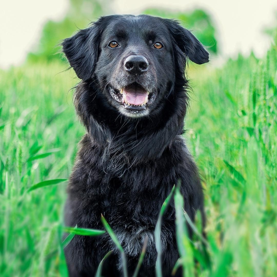 Beautiful, isn't he?
But have you ever thought about how much GHG our dogs emit? Due to the way we keep pets today, their 'pawprint' is bigger than you think. How much CO2 does a dog consume on average per year? What do you guess?🏭 
#climatepets #climate #dogs #pawprint #Co2