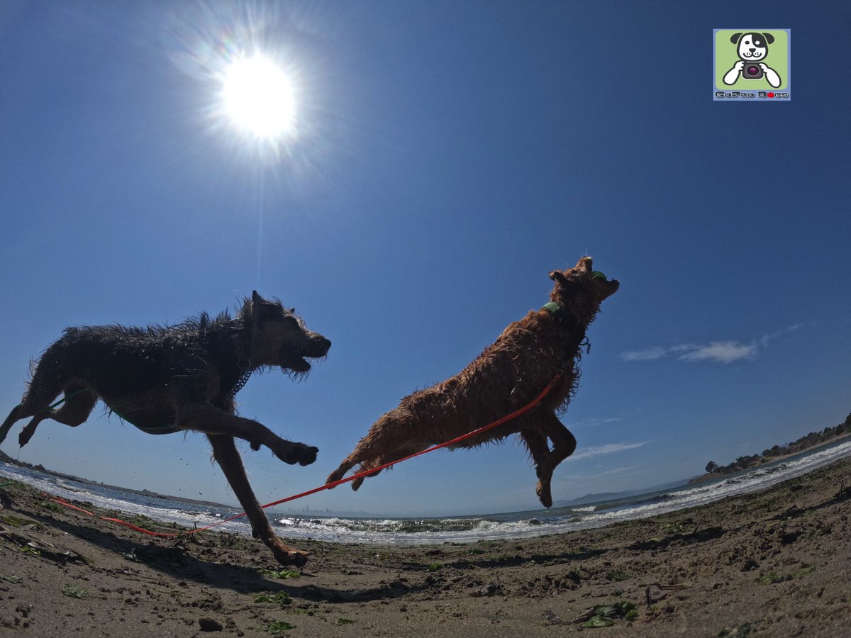 GoProCharlie1's tweet image. GoPro Charlie sez my momz got mad #goprohero10 #photography skillz! 🐶🚀🙌📸🙌😎 here’s high flying Coco and Luna! 🐶🚀🎾😎 #gopro #goprodogs #goprocharlie #dogcelebration #landofdogs #dogsoftwitter 🐶🙌📸🙌😎